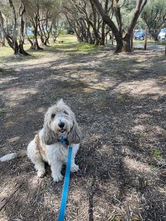 Dog Walker Needed the Week of Spring Break! 1