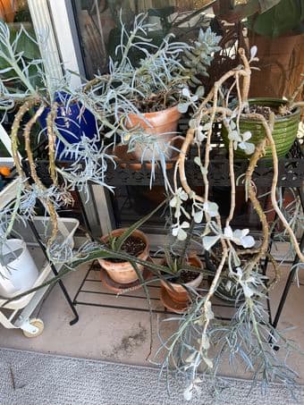 Plants for sale (misc. aloe/cacti) 1