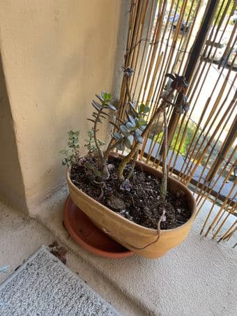 Plants for sale (misc. aloe/cacti) 2