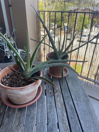 Aloe plants for sale 1