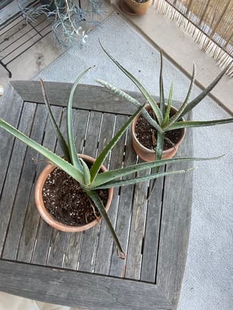 Aloe plants for sale 2