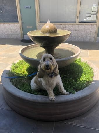 Dog walker starting June 1 ish 1