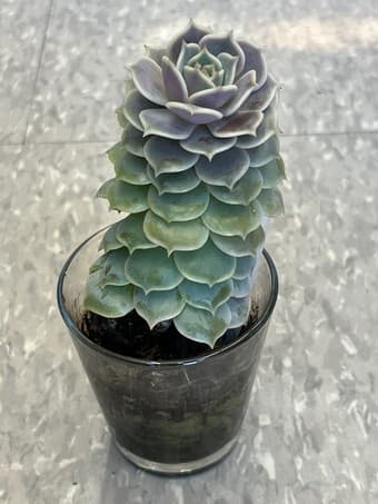 Beautiful Succulent flower 1