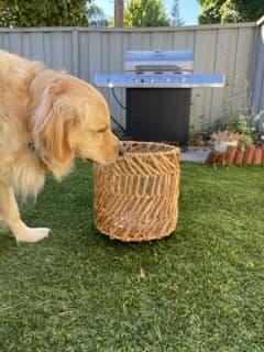 Medium Plant Holder 3