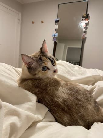 Looking for Catsitting 6/7-6/9 1