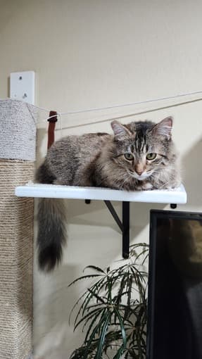 Free housing in exchange for cat sitting Aug 16-31 2