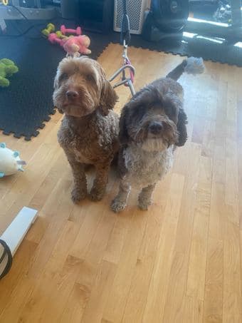 Dogsitter needed for 2 mini labradoodles for 6/14-6/24 (will pay) 1