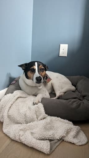 Incoming PhD Student ISO Dog Sitter 1