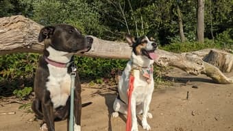 Incoming PhD Student ISO Dog Sitter 2