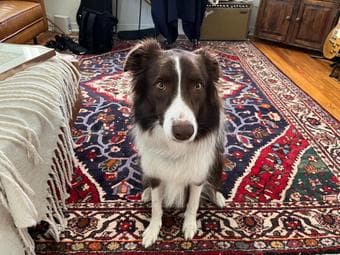 Free Housing for Dog Sitting 1