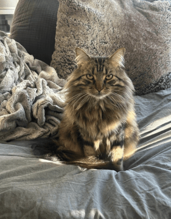 Two beautiful long haired cats 2