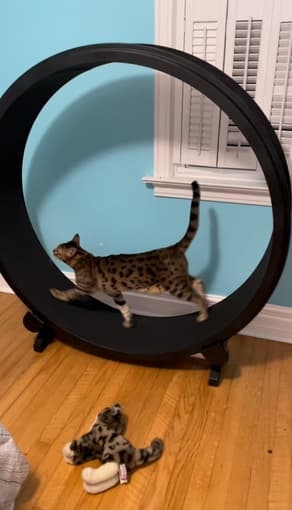 One Fast Cat XL cat exercise wheel 2