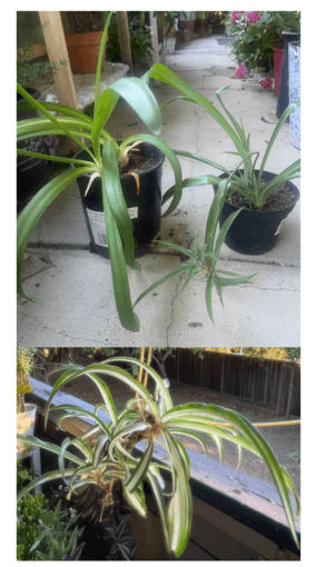 Houseplants-easy to maintain (see description for details) 1