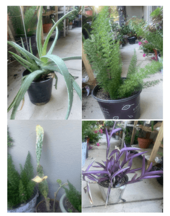 Houseplants-easy to maintain (see description for details) 2