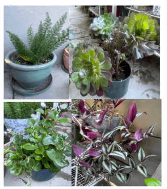 Houseplants-easy to maintain (see description for details) 3
