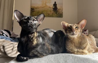 Private room (1100) available, East Palo Alto 3