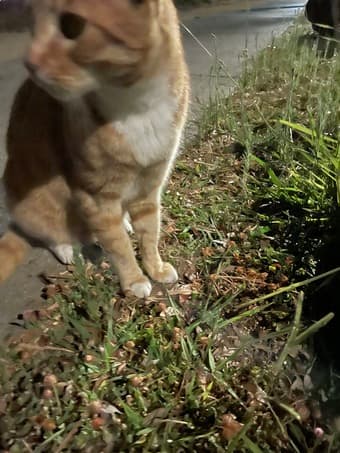 Is your orange cat missing? 1