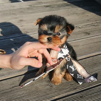 Beautiful Yorkie puppies 1