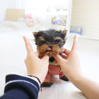 Beautiful Yorkie puppies 2