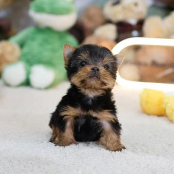 Beautiful Yorkie puppies 3