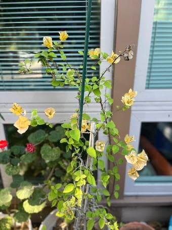 yellow bougainvillea plant 1