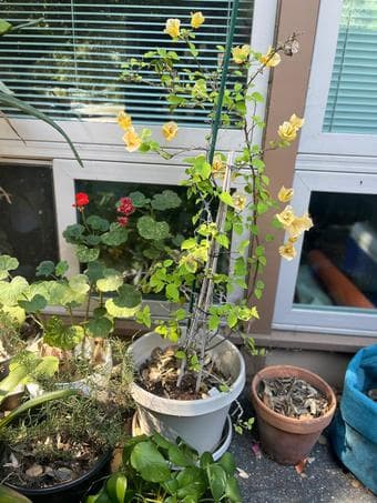 yellow bougainvillea plant 2
