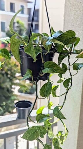 Marble queen pothos, (plant hanger included!!): Moving Sale 1