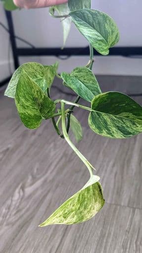 Marble queen pothos, (plant hanger included!!): Moving Sale 2