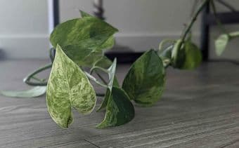 Marble queen pothos, (plant hanger included!!): Moving Sale 3
