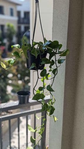Marble queen pothos, (plant hanger included!!): Moving Sale 4