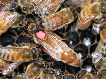 Honeybee Colony (Contact phone: 415-881-1919) 1