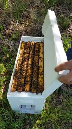 Honeybee Colony (Contact phone: 415-881-1919) 4