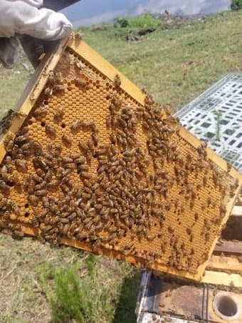 Honeybee Colony (Contact phone: 415-881-1919) 2