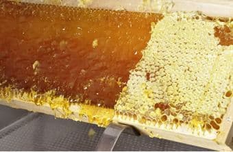 Organic Honey (Contact phone: 415-881-1919) 3