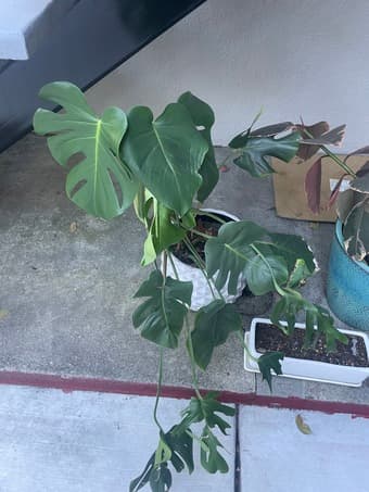 Outdoor potted plants 1