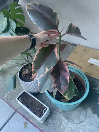 Outdoor potted plants 2