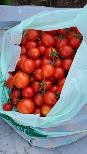 Tomatoes from my Garden 1