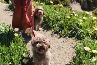 Looking for a roomate (2B) My dogs are the cutest thing! 1