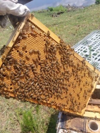 Honeybee Colony (Contact phone: 415-881-1919) 2
