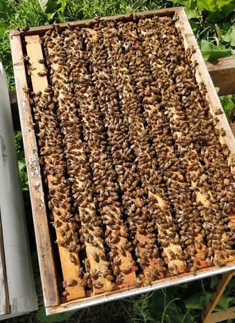 Honeybee Colony (Contact phone: 415-881-1919) 3