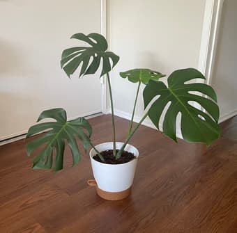 House-plant 1
