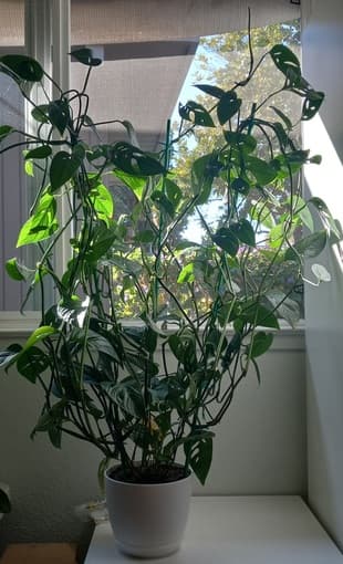 Monstera adansonii 6ft 1