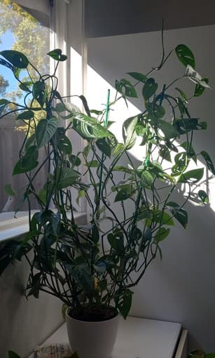 Monstera adansonii 6ft 2