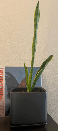 Three Ceramic Plant Pots for Sale - Includes 2 live plants! 1