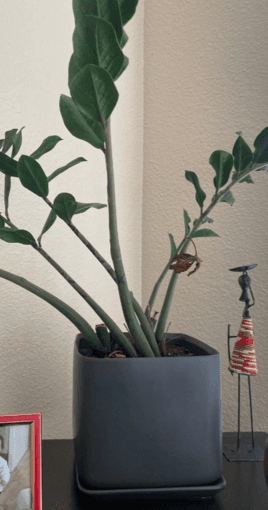 Three Ceramic Plant Pots for Sale - Includes 2 live plants! 2