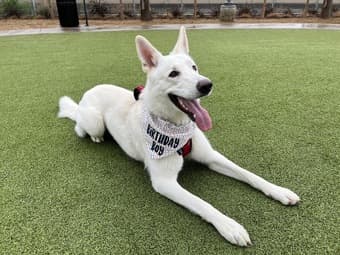 Pet Sitter over Christmas Holiday 1