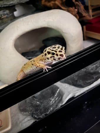 Looking for Gecko Sitter 1