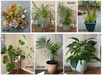 Various large plants 1