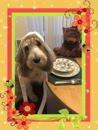 Dog walker needed for a few days a week in December, and ongoing 1