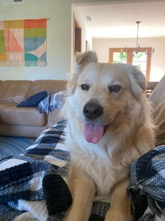 Winter sublet (Dec8-Jan8) in beautiful and quiet Palo Alto house! 4